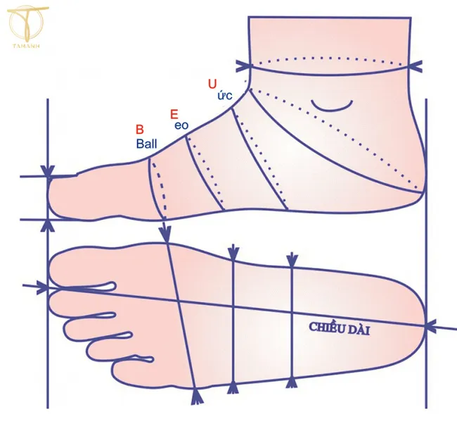 Bảng size giày trẻ em Việt Nam/Quốc Tế chuẩn theo tuổi [Update]