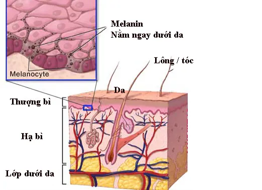 Cách làm giảm sắc tố Melanin giúp làn da trắng sáng hơn