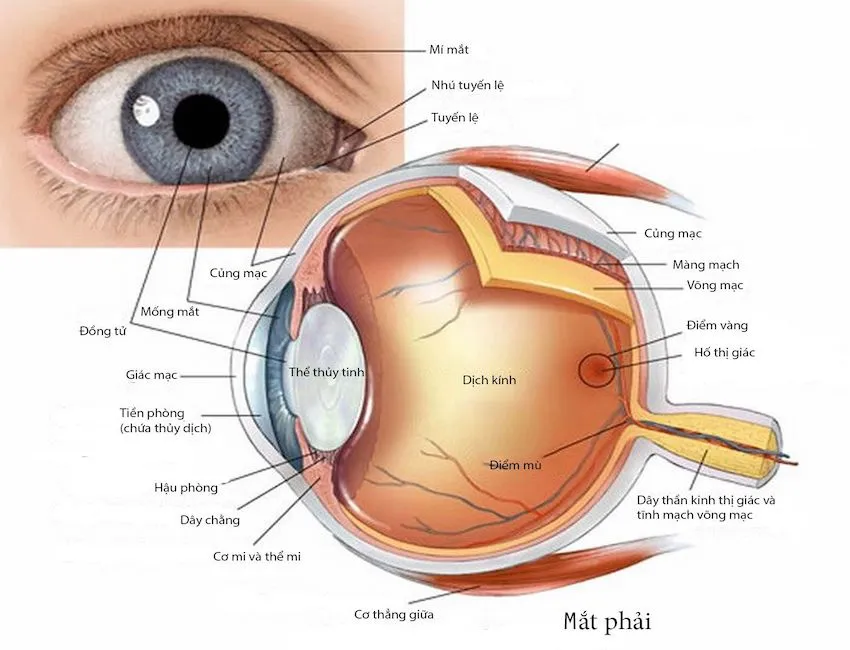 Cấu trúc của mắt cùng cách chăm sóc và bảo vệ cho đôi mắt tốt nhất